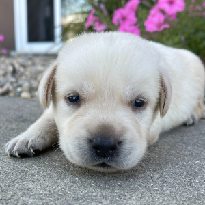 Labrador Retriever Puppy Halee