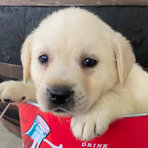 Labrador Retriever Puppy Halee
