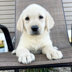 Labrador Retriever Puppy Halee
