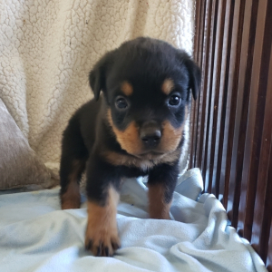 Rottweiler Puppy Draco