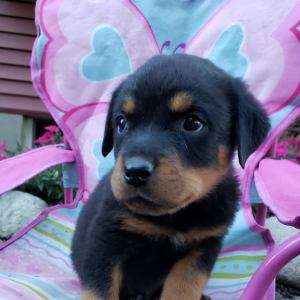 Rottweiler Puppy Draco