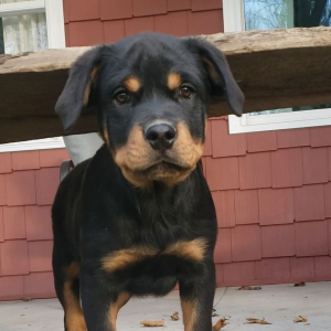 Rottweiler Puppy Draco