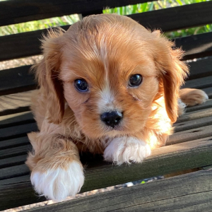Cavalier King Charles Spaniel Puppy Elijah