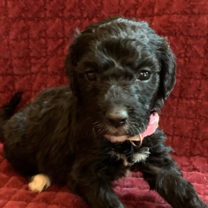 Goldendoodle Puppy Sallie