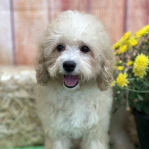 Cavapoo Puppy Claire