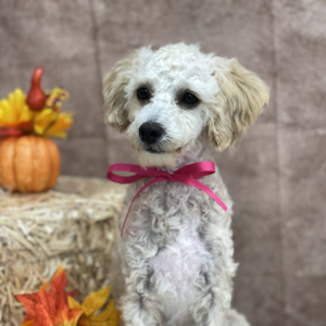 Cavapoo Puppy Claire