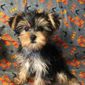 Yorkshire Terrier Puppy Mavrick