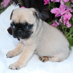 Pug Puppy Lonny
