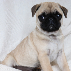 Pug Puppy Lonny