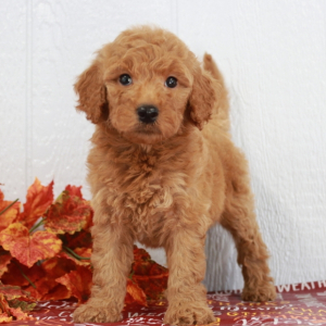 Goldendoodle Puppy Mindee