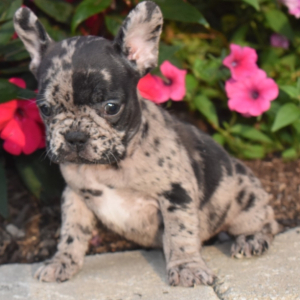 Frenchton Puppy Sweety