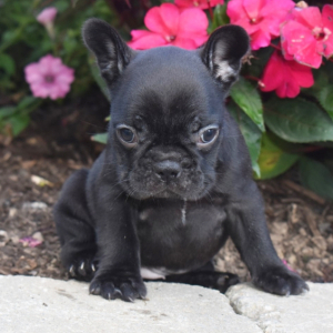 Frenchton Puppy Penny