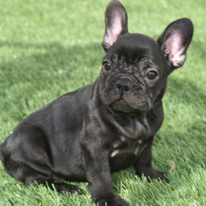 Frenchton Puppy Penny