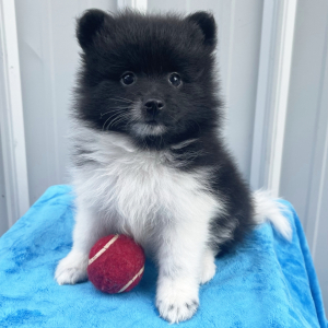 Pomeranian Puppy Simon
