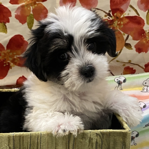 Coton de Tulear Puppy Sophie