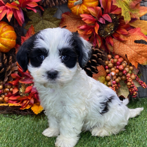 Havanese Puppy Gary