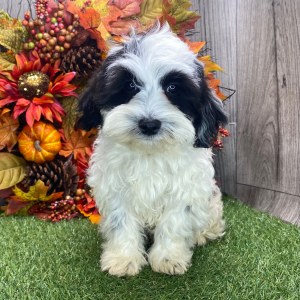 Havanese Puppy Gary