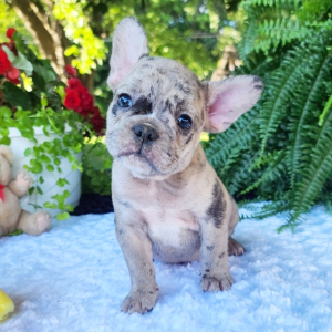 French Bulldog Puppy Jack In The Box