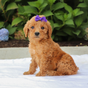 Goldendoodle Puppy Rayna