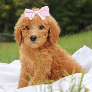 Goldendoodle Puppy Rayna