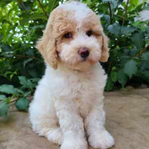 Bichonpoo Puppy Cecily