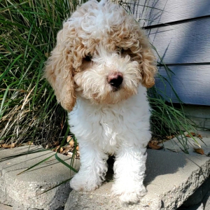 Bichonpoo Puppy Cecily