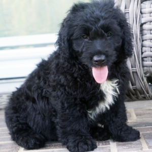 Goldendoodle Puppy Roscoe