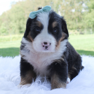 Bernese Mountain Dog Puppy Bailey