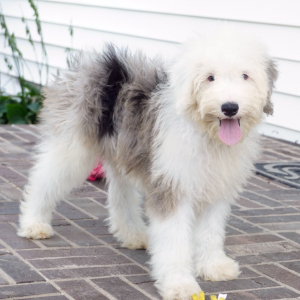Sheepadoodle Puppy Lucy