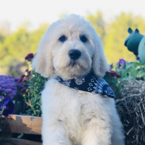 Goldendoodle Puppy Rolly