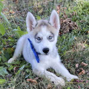 Siberian Husky Puppy Allen