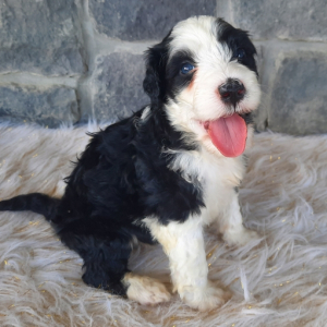 Portuguese Water Dog Puppy Dash