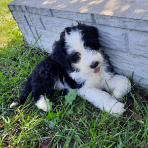 Portuguese Water Dog Puppy Dash