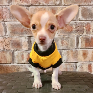 Chihuahua Puppy Charlie