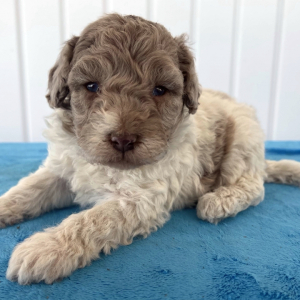 Goldendoodle Puppy Graham