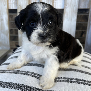 Shihpoo Puppy Fritz