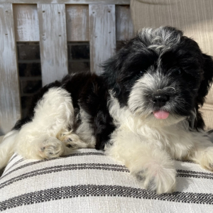 Shihpoo Puppy Fritz