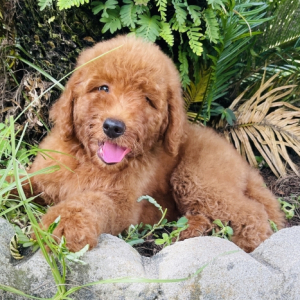 Goldendoodle Puppy Diane