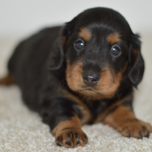 Dachshund Puppy Claire