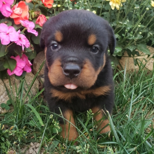 Rottweiler Puppy Archie