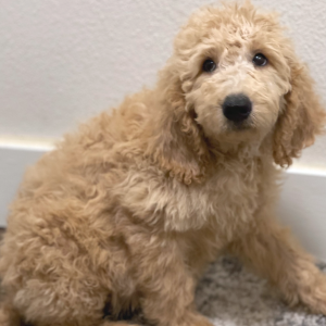 Labradoodle Puppy Jack