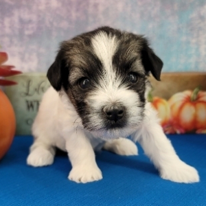 Havanese Puppy Faron
