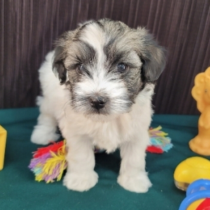 Havanese Puppy Faron