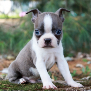 Boston Terrier Puppy Tyler