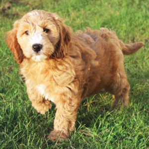 Goldendoodle Puppy Sable