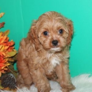 Cavapoo Puppy Sadie