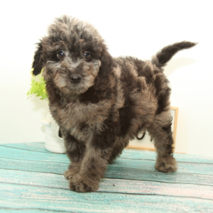 Goldendoodle Puppy Max