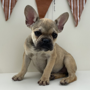 French Bulldog Puppy Jade