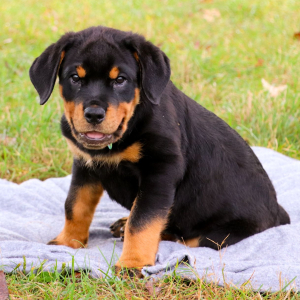Rottweiler Puppy William
