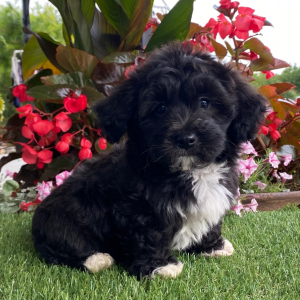 Havanese Puppy Harper